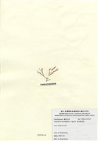 藏品(傘房龍鬚菜)的圖片